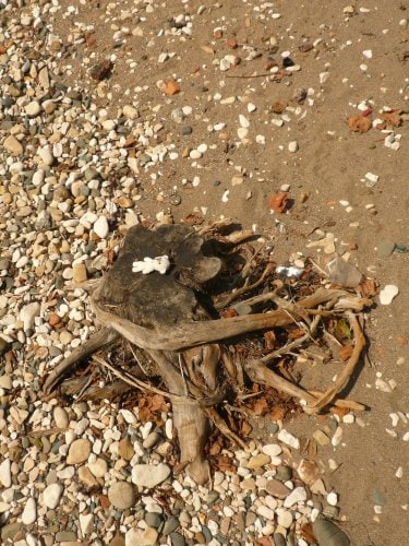 Small stuffed animal on a stump in the sand, visual from Quelqu'un se sert de mes objets familiers